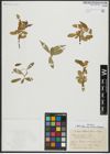 Foto von Salix alba subsp. micans (Andersson) Rech. f.